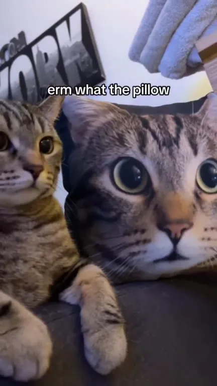 Cat Meets Its Pillow Double