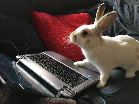 Кролик пришёл работать