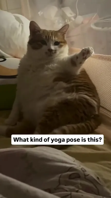 Cat Demonstrates a Yoga Pose