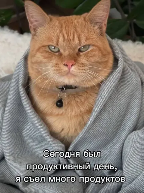 Кот провёл продуктивный день