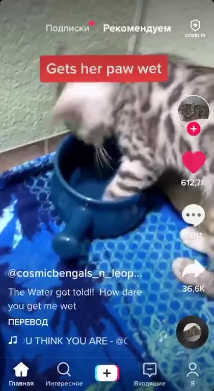 Cat Yells at the Water