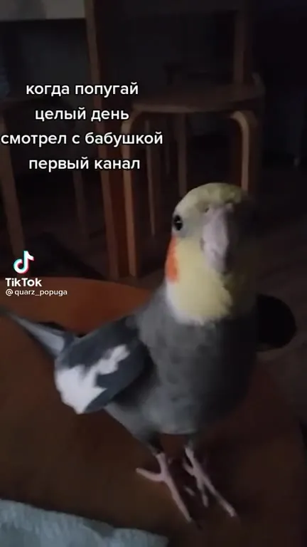 Попугай после Первого канала