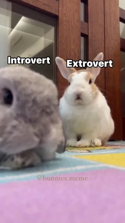 Introvert and Extrovert Bunnies