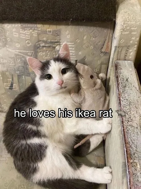 Cat Loves His IKEA Rat
