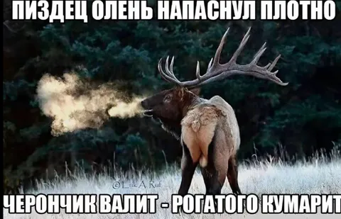 Олень напаснул плотно