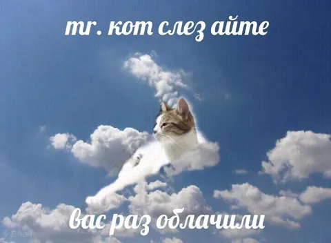 Кот в облаках вас облачил