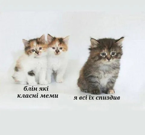 Кіт, який вкрав меми