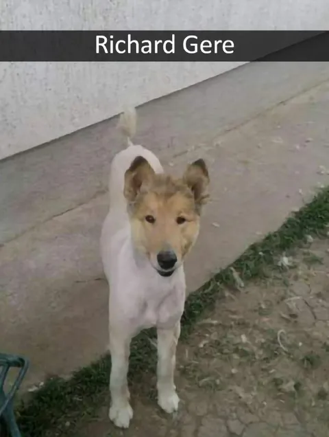 Richard Gere Dog