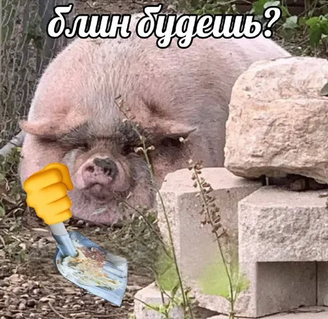 Свинья с лопатой и блином