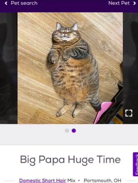 Big Papa Huge Time Cat