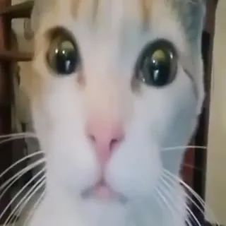 Пристально смотрящий кот