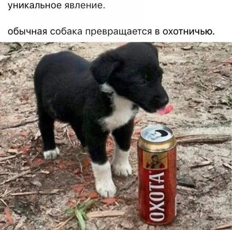 Собака превращается в охотничью