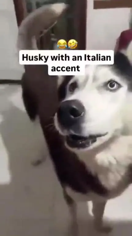 Husky With an Italian Accent
