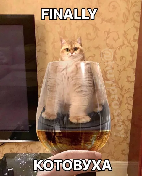 Котовуха наконец