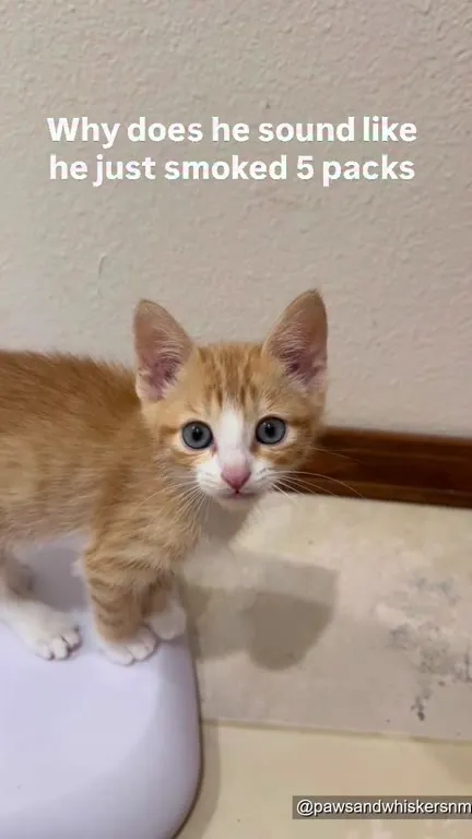 Kitten Sounds Like an Owl