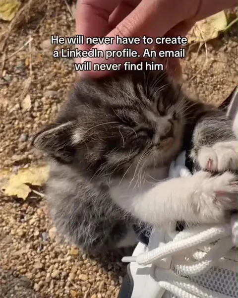 Kitten Avoids LinkedIn