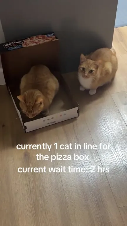 Cats Waiting for the Pizza Box
