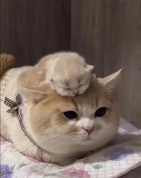 Кот терпит нежности котёнка