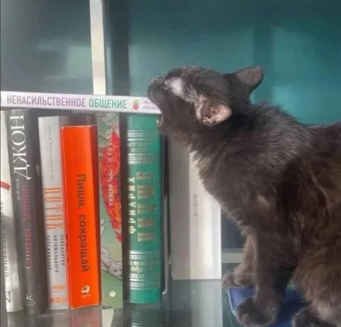 Ненасильственное общение с котом