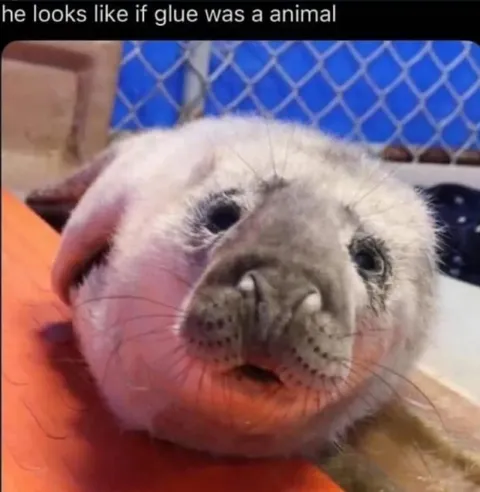 If Glue Was an Animal