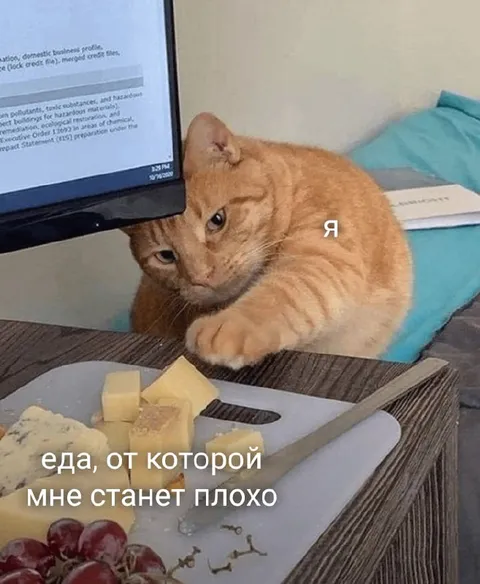 Кот рядом с вредной едой