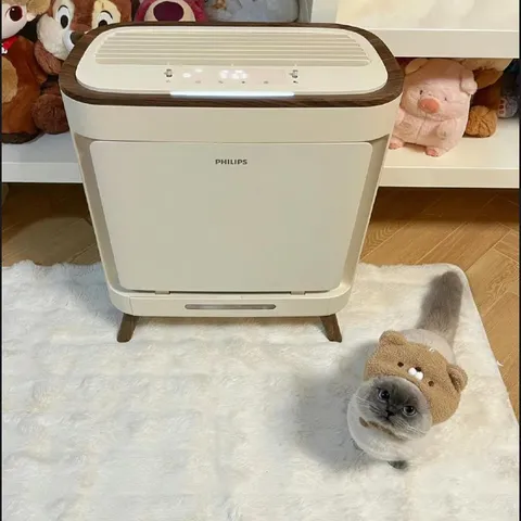Кот в шапке рядом с очистителем