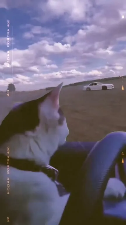 Кот за рулём дрифтующей машины