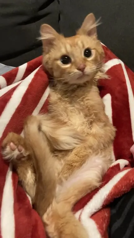 Котик под What Is Love