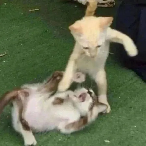 Кот наступил на кота