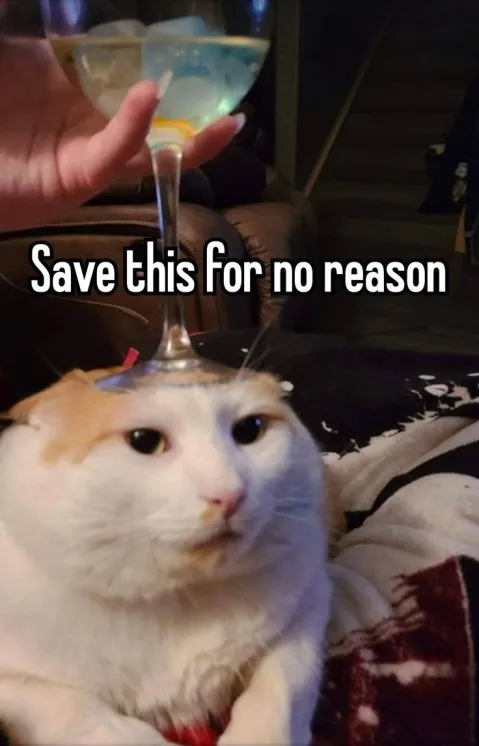 Save This for No Reason Cat