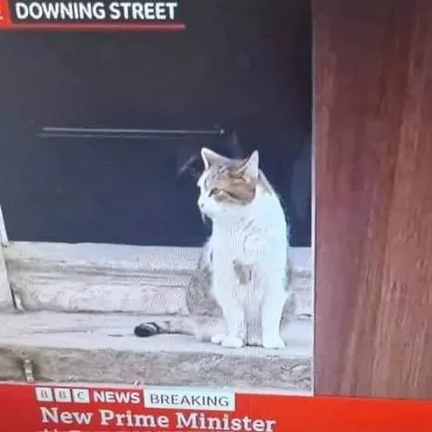 Cat Becomes Prime Minister