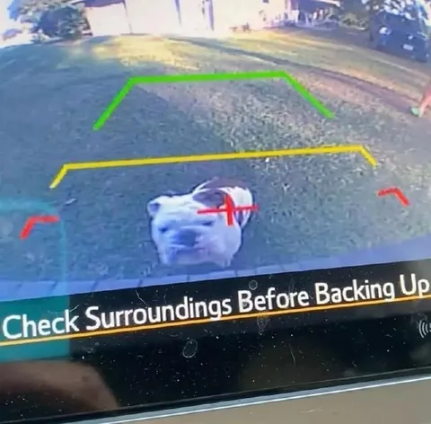 Dog in the Backup Camera