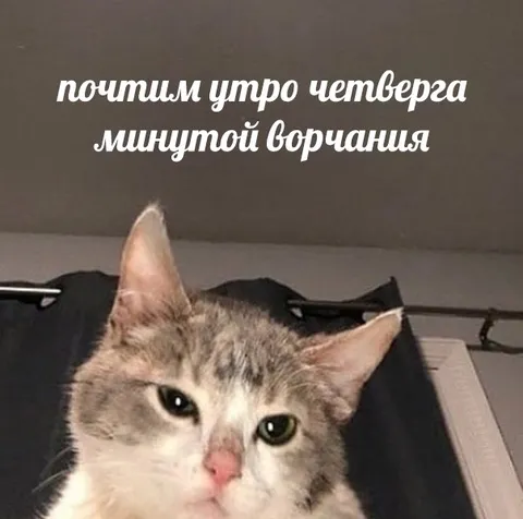 Кот ворчит утром в четверг