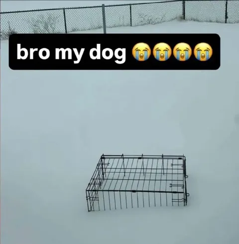Bro My Dog Is Gone