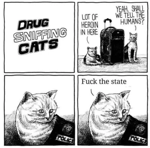 Drug Sniffing Cats Rebel