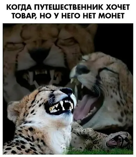 Путешественник без денег