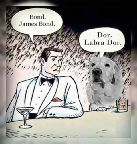 Bond and Labrador