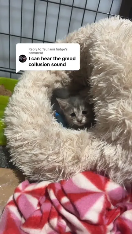 Kitten Hears the GMod Collision Sound
