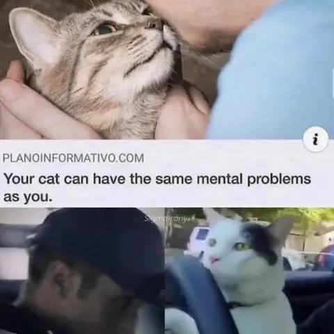 Your Cat Has Mental Problems