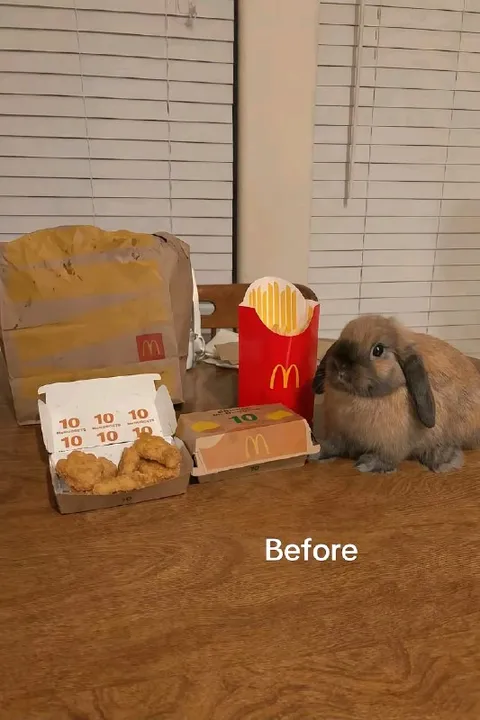 Rabbit Before Eating McDonald's