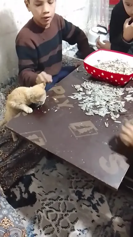 Котёнок выпрашивает семечки