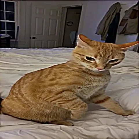 Cat Says Stop It