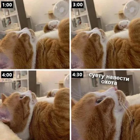 Коту охота навести суету