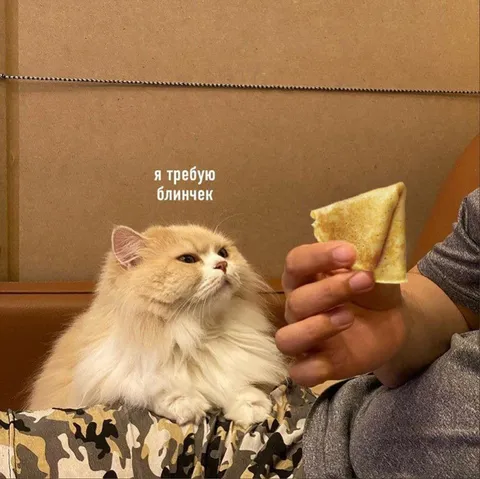 Кот требует блинчик