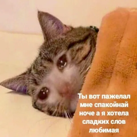 Кошка хотела сладких слов
