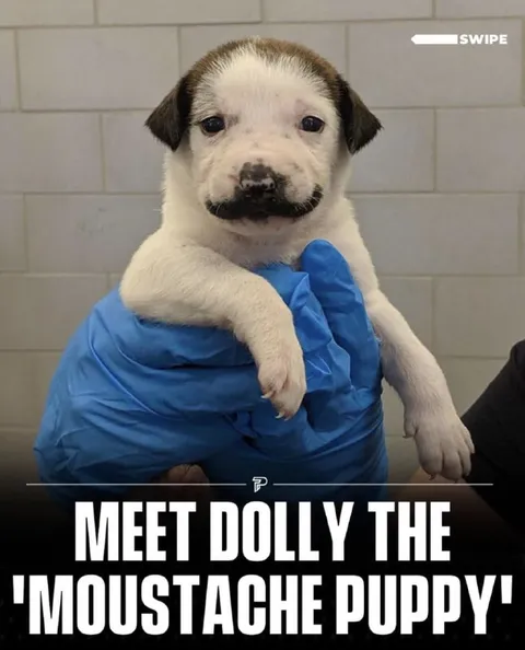 Meet Dolly the Moustache Puppy