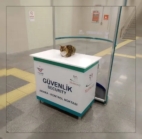 Kedi Güvenlik Kontrolünde