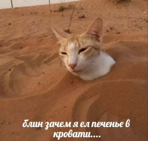 Кот, зарывшийся в песок