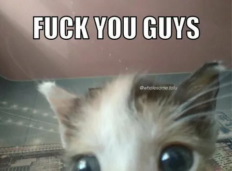 Angry Kitten Says Fuck You