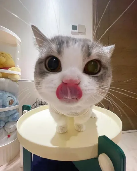 Кот с высунутым языком